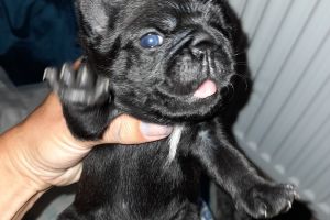 Pugalier puppies for sale
