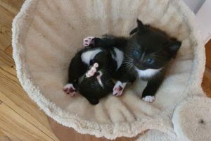 Turtle shell kittens for sale (white paws like shoes)