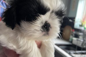 Shih tzu puppy’s for sale