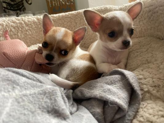 Chihuahua Advertisement UK Pets