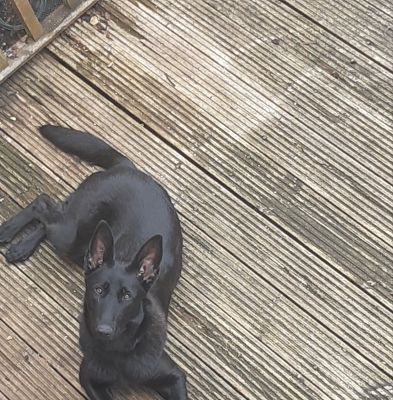 Belgian Shepherd Dog For Sale in Lodon