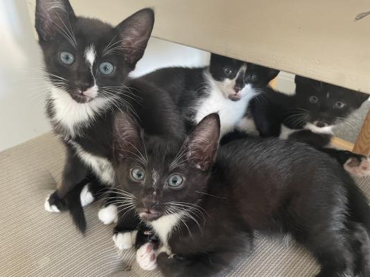 Cats and Kittens For Sale in Salford | Page 321 of 370