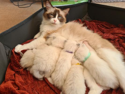 Ragdoll For Sale in the UK