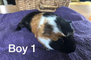 Baby boy guinea pigs for sale