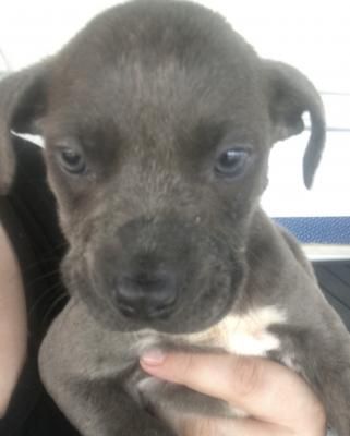 Beautiful xl bullys X bull mastiff puppies for sale - last boy left ...