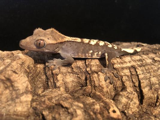 Gecko Reptiles and Amphibians Breed