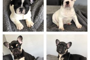 Gorgeous french bulldogs for sale