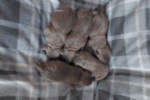 blue staffordshire bull terrier puppies for sale 1230972 thumb m