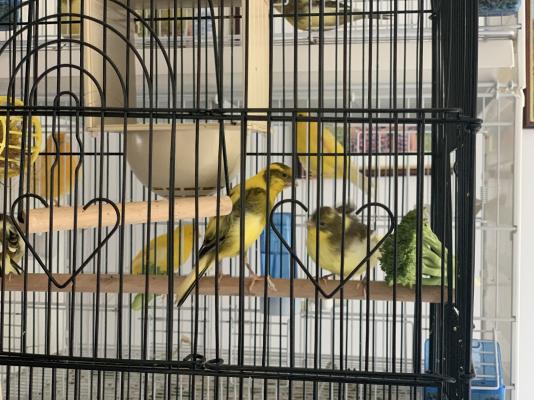 Canary Online Listings