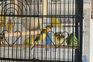 Mix bread canaries for sale more then 10 available