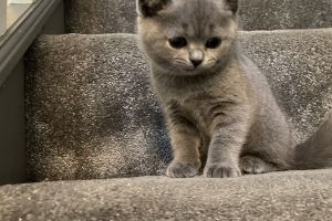 Available British Shorthairs