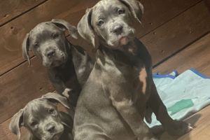 3 Girl 2 Boy Cane Corso Puppy's for Sale
