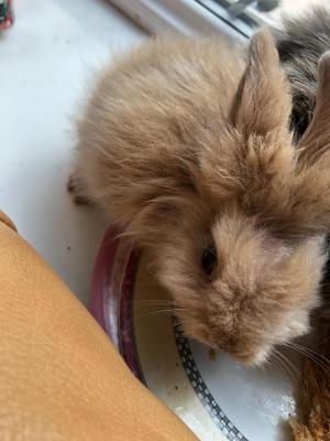 Lionheads for Rehoming