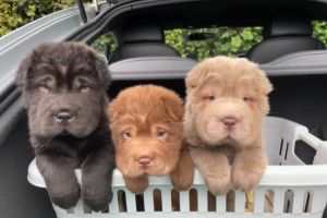 Bear coat puppies for sale ready now