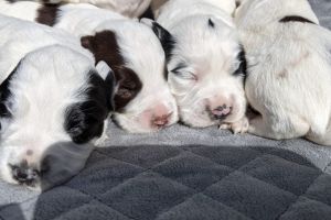 Beautiful KC Registered English Springer Spaniel Pups available