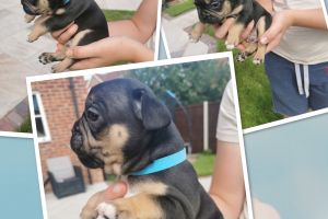 French Bulldogs For Sale