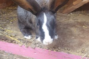 French Lops For Sale