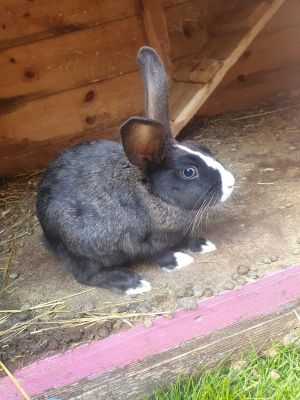 French Lops For Sale