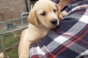 1 lovely girl left. A mixed litter of Lovely yellow fox red labradors. Dad KC Registered (Captain)