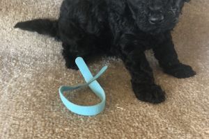 Beautiful 1 red and 3 black toy poodle puppies for sale