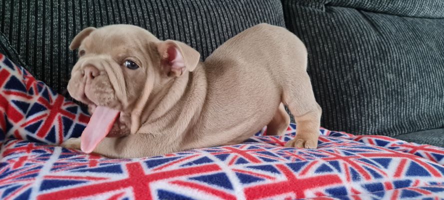 English Bulldog For Sale in the UK