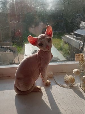 Available Sphynxes
