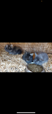 Lionhead for Rehoming
