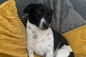 Jack Russell For Stud in the UK