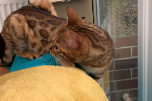 TICA ACTIVE REGISTERED FEMALE BENGAL CAT FOR SALE