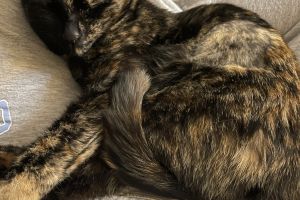 Tortishell Female Cat for Sale