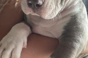 Cute American Bully For Sale
