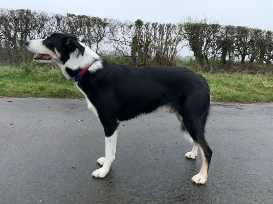 Border Collie For Stud in Lodon