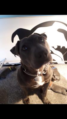 Staffordshire Bull Terriers for Rehoming