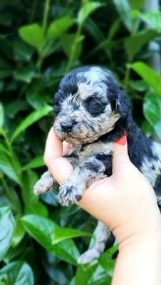 Miniature Poodles For Sale