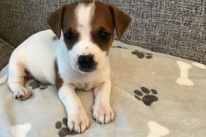 Jack Russell Dogs and Puppies For Sale in the UK