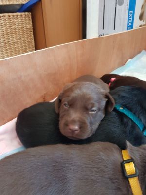 Cute Labrador Retriever For Sale