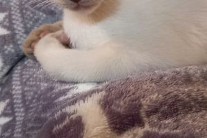Siamese For Sale in the UK