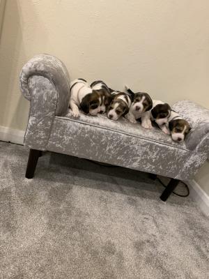 Beagles for Rehoming
