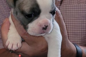 6 beautiful Pied French Bulldog Puppies for Sale