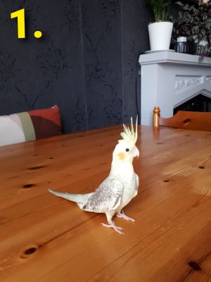 Cockatiels for Rehoming