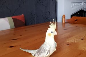Cockatiels for Rehoming