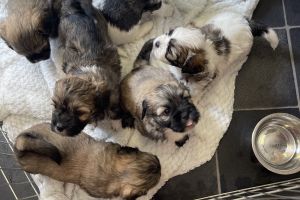 Lhasa Apsos for Rehoming