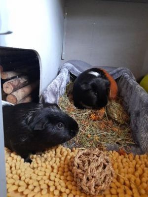 Guinea Pig For Sale in Lodon