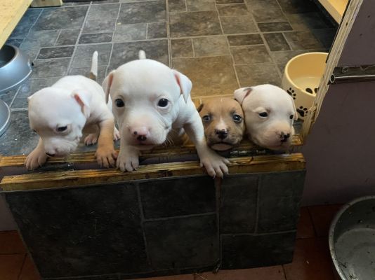 Staffordshire Bull Terrier For Sale in the UK