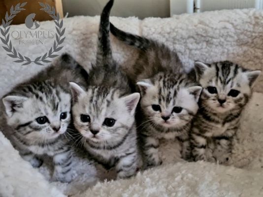 British Shorthair for Rehoming