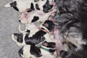 KC registered Show Type Cocker Spaniel Puppies for Sale