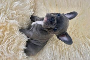 Beautiful Female Blue French Bulldog Puppy for Sale (Lexie)