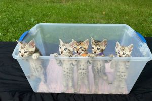 Beautiful Litter of 8 Bengal Kittens for Sale