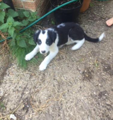 Cute Border Collie For Sale