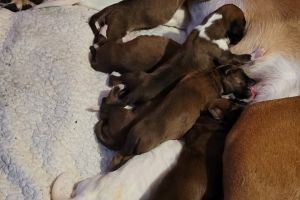 Pedigree Red and White Boxer Pups for a Loving Home